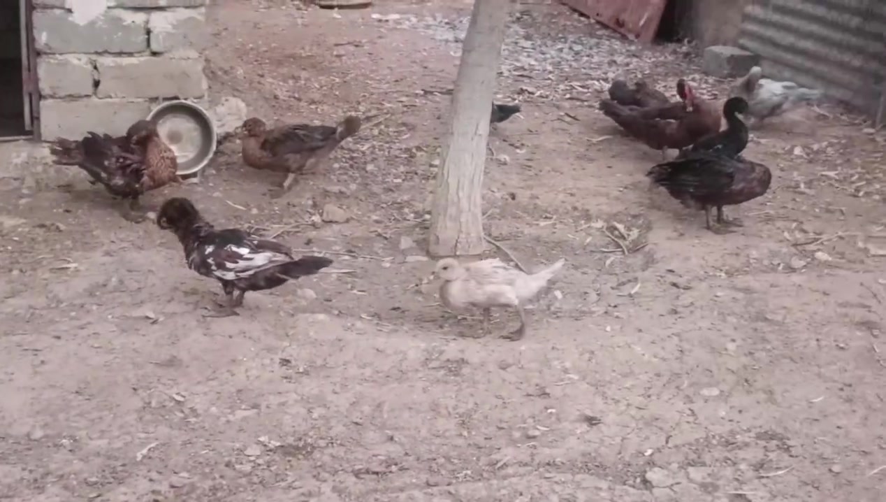 بط للبيع زوج سعر 45   . ***********
