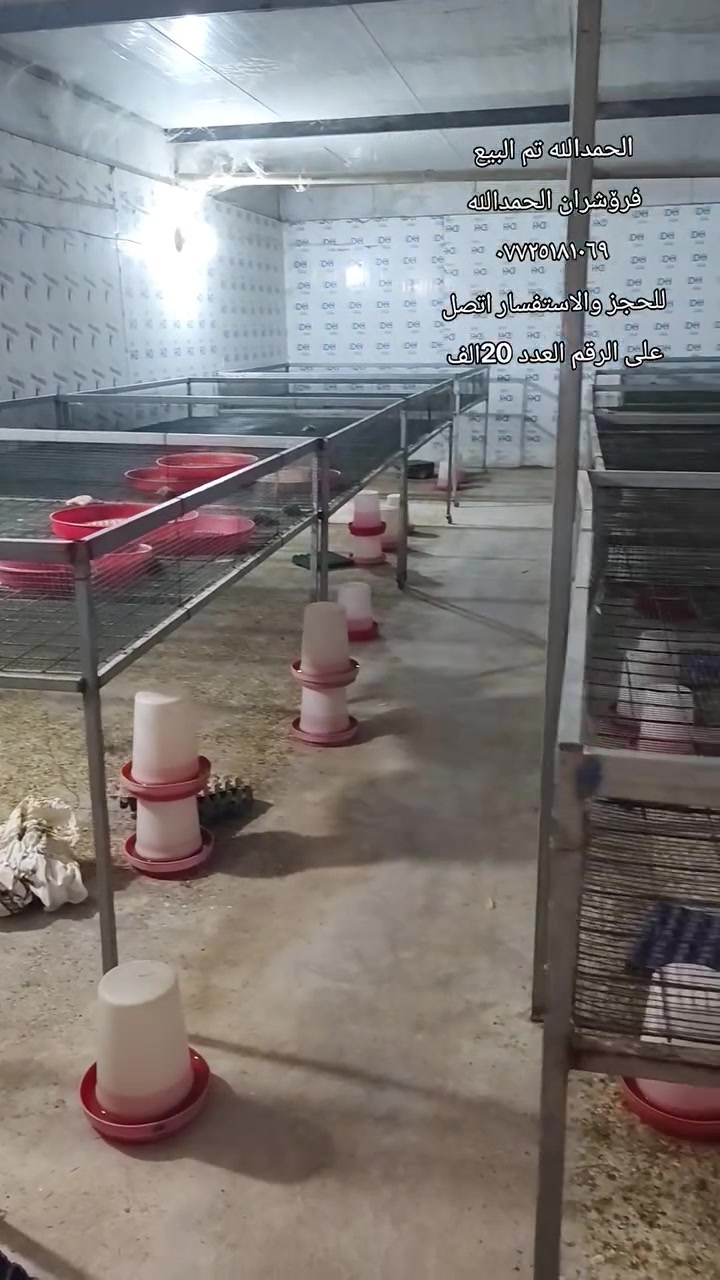 سلام و عليكم اخوان نحن الان في مفقص محمد 
يتوفر لدينا بستمرار افراخ الدجاج و الوز و الفسيفس 
المكان سليمانية قضاء كلار 
يتوفر لدينا توصيل الى بغداد ديالى كركوك و اغلب محافظات بعدد جملة بعد الاتفاق 
للحجز و الاستفسار  اتصل على الرقم
***********
