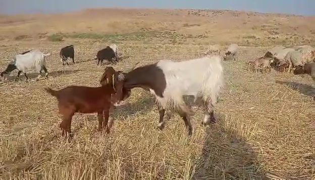 ذكر شاب • سەرقەڵا كلار