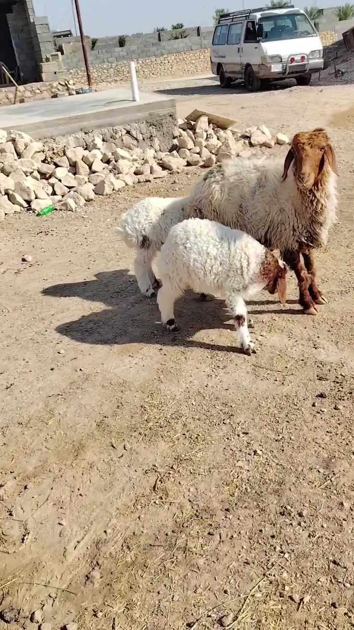 سلام عليكم خوان نعجه وراه وراه توم خروف وفطيمه شراي يتصل ويدلل *********** مكاني حديثة الخفاجيه يوجد توصيل حسب لتفاق اتصل وتدلل *********** واتساب مفتوح
