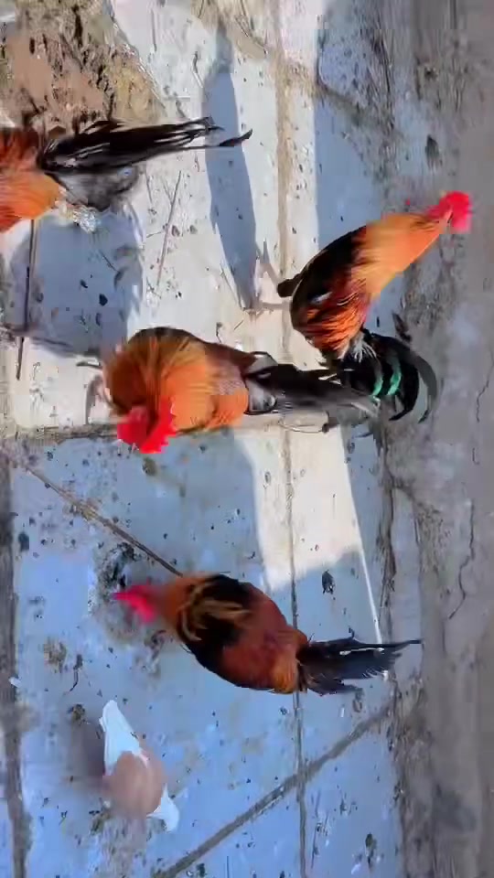 عرب كويتيات • شمسي اصلي • ٩ أشهر