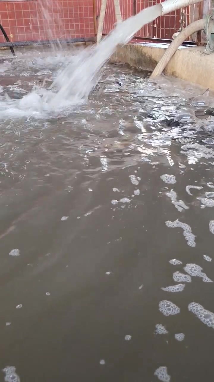 بلاش • عرض سبت • سوك الشيخ حمد