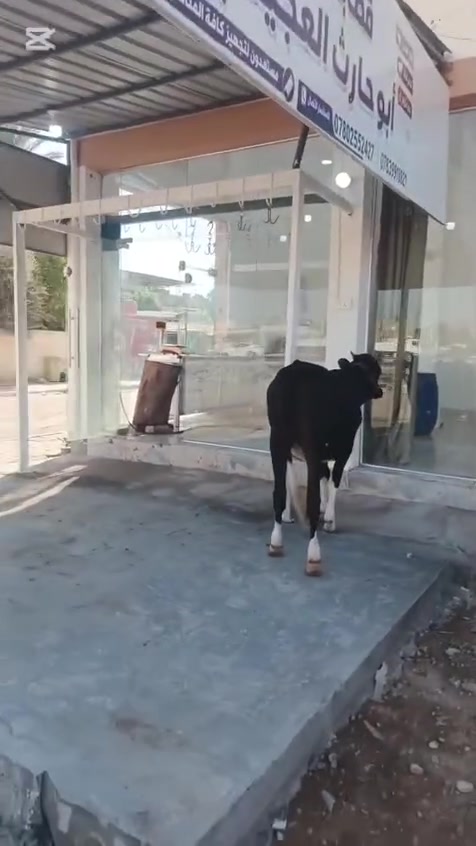 السلام عليكم
على بركة الله تم افتتاح محل قصابة ضياء ابو حارث العجيلي لبيع اللحوم العراقية الطازجة لحوم جديدة وتازة والتجربة خيرر برهان

 ومستعدون لتجهيز كافة المناسبات والاعراس
والعنوان/ حي الموظفين 
مجاوراحمد سعد الخفاجي
مقابيل الشارع العام
ومتوفررررر خدمة توصيل
للاستفسار الاتصال ب
***********
