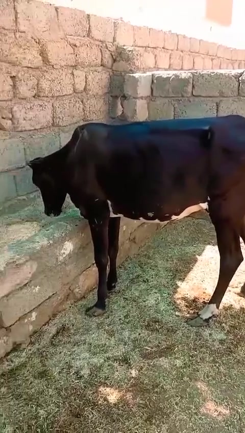 السلام عليكم
متاح بجر عشره 6اشهر ابيع 5اشهر ع الفحص 
بجر حلوه وشرط النصاحه لمده 3ايام يمك حلال👌
السعر مليون 840الف وبيه مجال شي بسيط 
المكان صلاح الدين الشراقاط 
رقم الهاتف/***********. بيه واتساب 👉 
م/يوجد خدمه توصيل بعد الاتفاق
