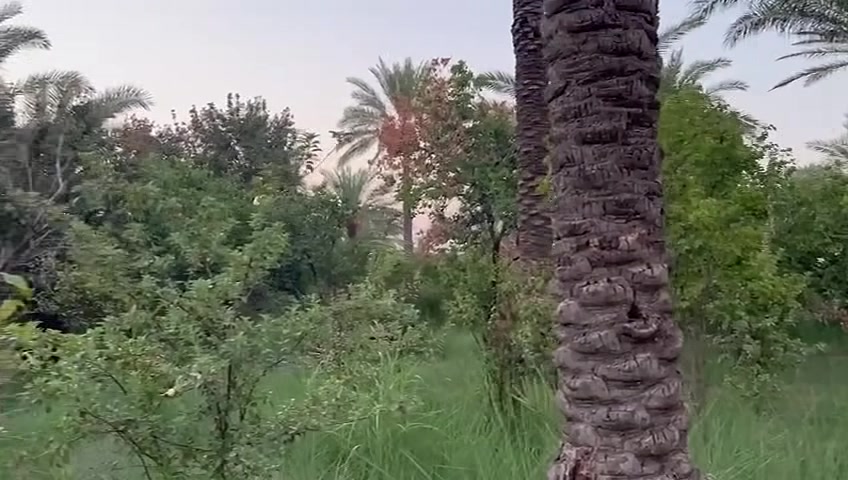 الراشدية بغداد • نص دونم • طابو سند ٢٥