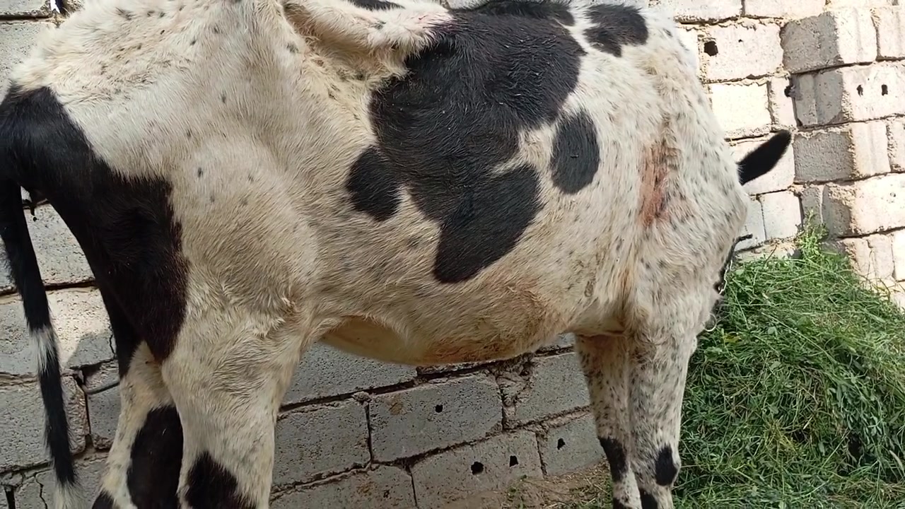 حامل ٧شهر • حامل شهرين • توصيل