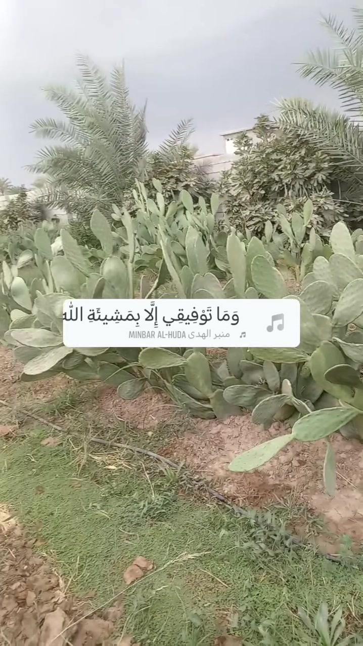 تين شوكي • هجين • أبيض أحمر عسلي