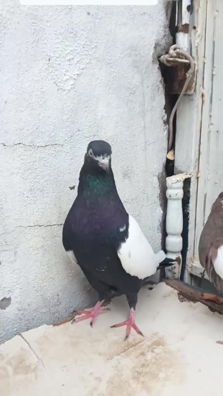 للبيع • ناحية رزگاري
