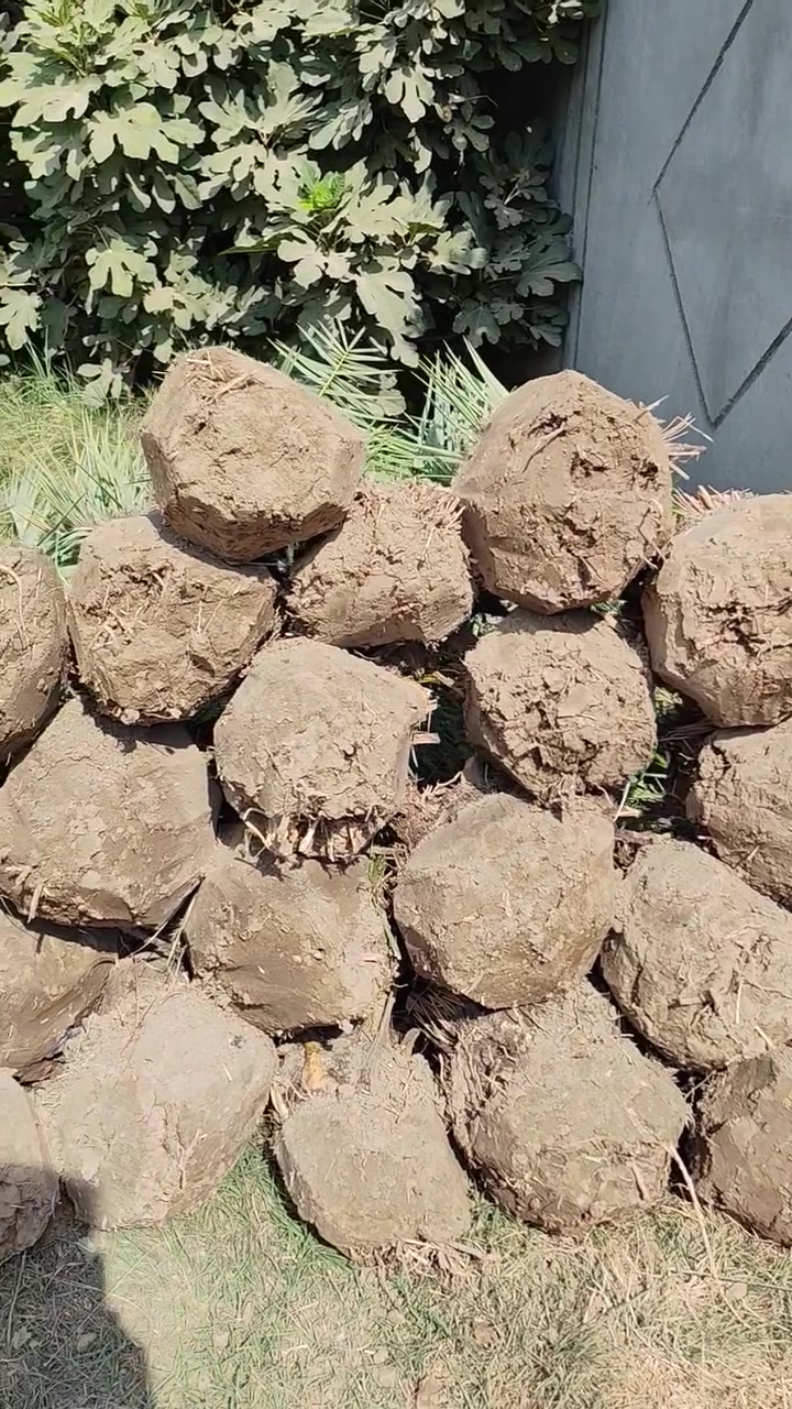 السلام عليكم يوجد لدينا بريم ومكتوم وبلكه وبرحي بل طينه ويوجد لدينا توصيل لكافة محافظاتالعراق***********

