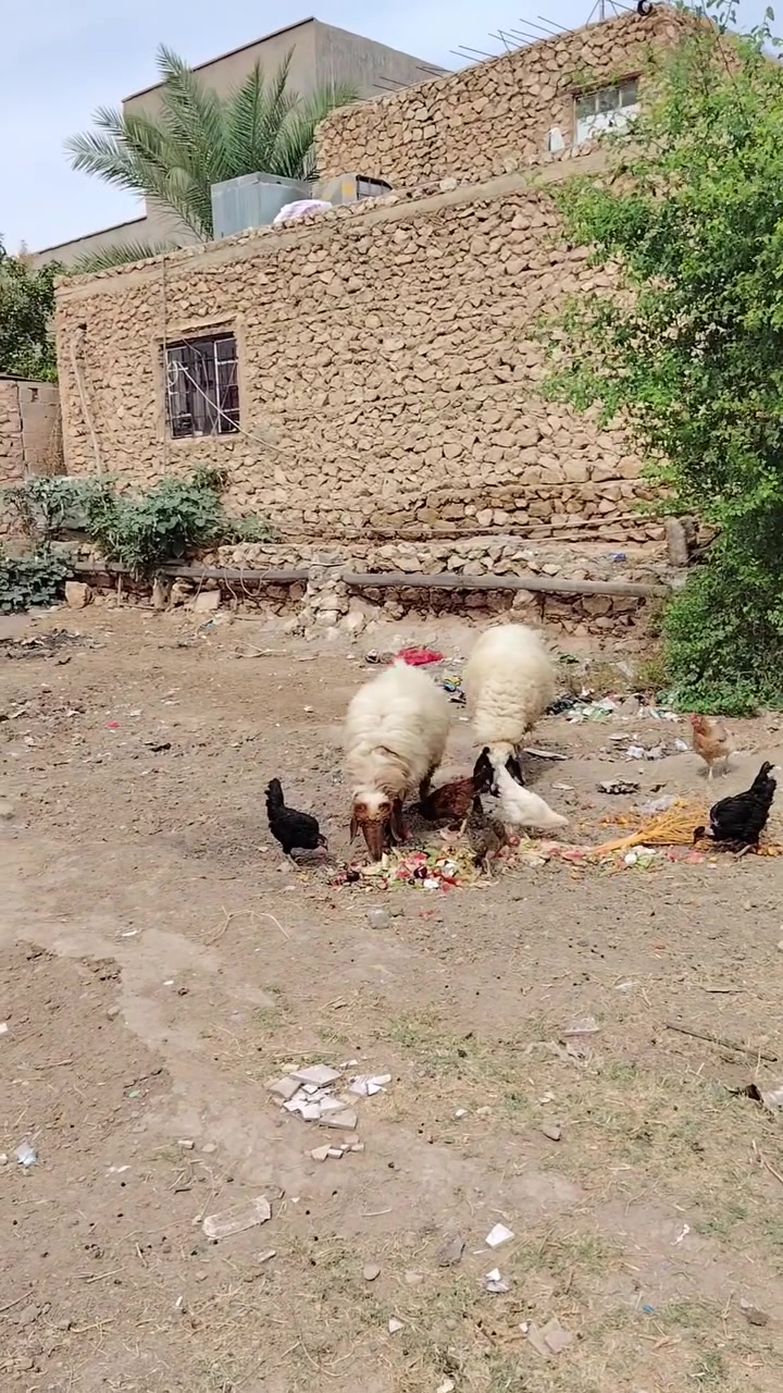 نعاج امهات ثالث ناصحات وحده حاطه وثانيه حانيه السعر 900 المكان الانبار حديثه الارقام موجوده بالصوره بيهن وتساب توصيل ماعندي خارج حديثه بس داخل والي عنده توصيل يتصل ويدلل

نص مكتوب في الصور:
- حلال معروض للبيع *********** ***********