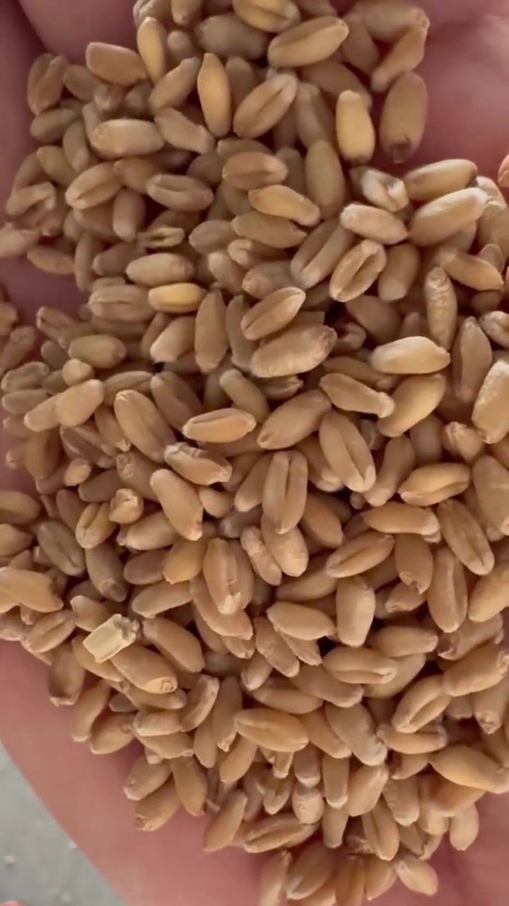 السلام عليكم ورحمة الله وبركاته
جملتنا هي الأفضل تعمل في خدمتكم

تخفيضات تخفيضات وتجهيز مستمر بأنسب الأسعار

يعلن مكتب احمداسمد الزراعية 

عن شعير عراقي متعهد حنطه جيل اول بنت المغلف شرط 

الأسعار مناسبه تنافسيه

جمله# ###مفرد

التوصيل جميع المحافظات

العنوان الديوانية

للتواصل 

***********
