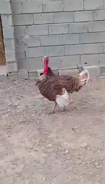 ٢ قطع • ٣ سنين • سموود