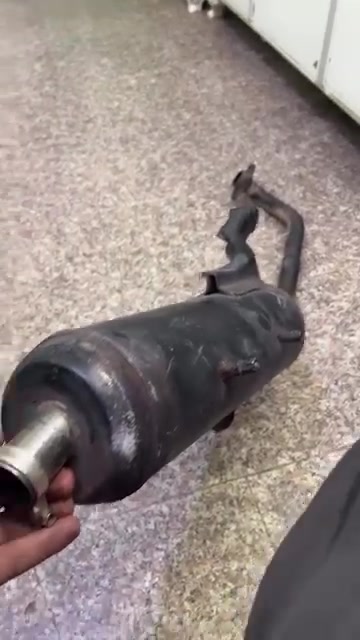 سكنس فحل • اصليه • للبيع