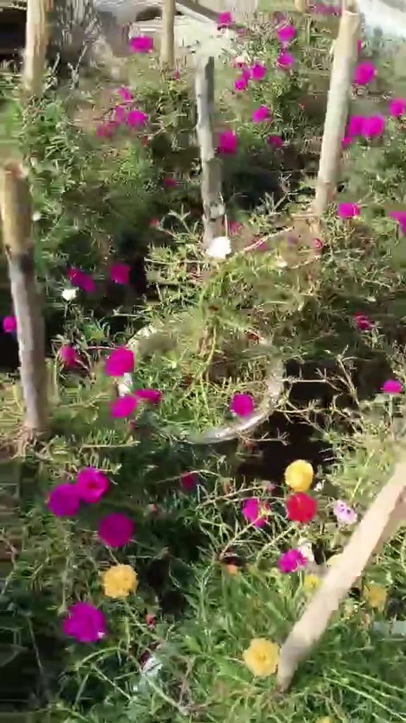 نباتات جارجيه • كربلاء • توصيل داخل كربلاء