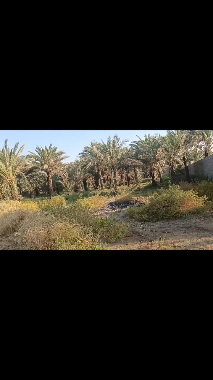 السلام عليكم 
اللهم صلى على محمد وال محمد 
بستان مساحة دونم مسيج وجاهز بسم شخص واحد 
واجهة الدونم 25م ونزال 100م على طول دونم شارع تبليط 
خدمات ماء وكهرباء وشارع تبليط وخط مولد و ماء نهر سقي السعر 80مع المجال أي استفسار مراجعة مكتب الحي للعقارات والمقاولات العامة او الاتصال ***********واتساب ملاحظة نسعى لخدمتكم ومستعدين لعروض عقاراتكم ونسوق حسب طلبكم
