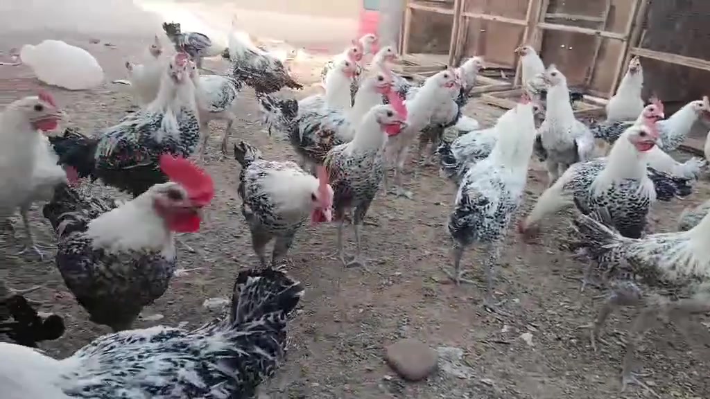 للبيع دياكه فرومي عمر ٧ أشهر التك ب١٢ وبي مجال في حي صدام اتصل ***********
