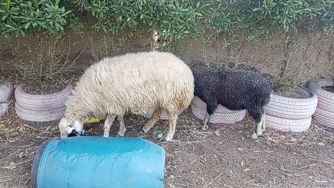 مطفل • نثيه • كربلاء الحسينيه العطيشي