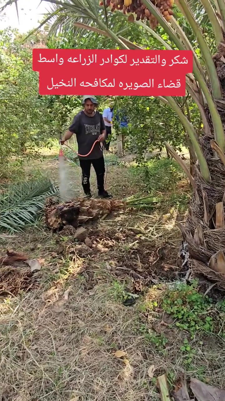 مكافحة النخيل • فسائل ونخيل • الصويره