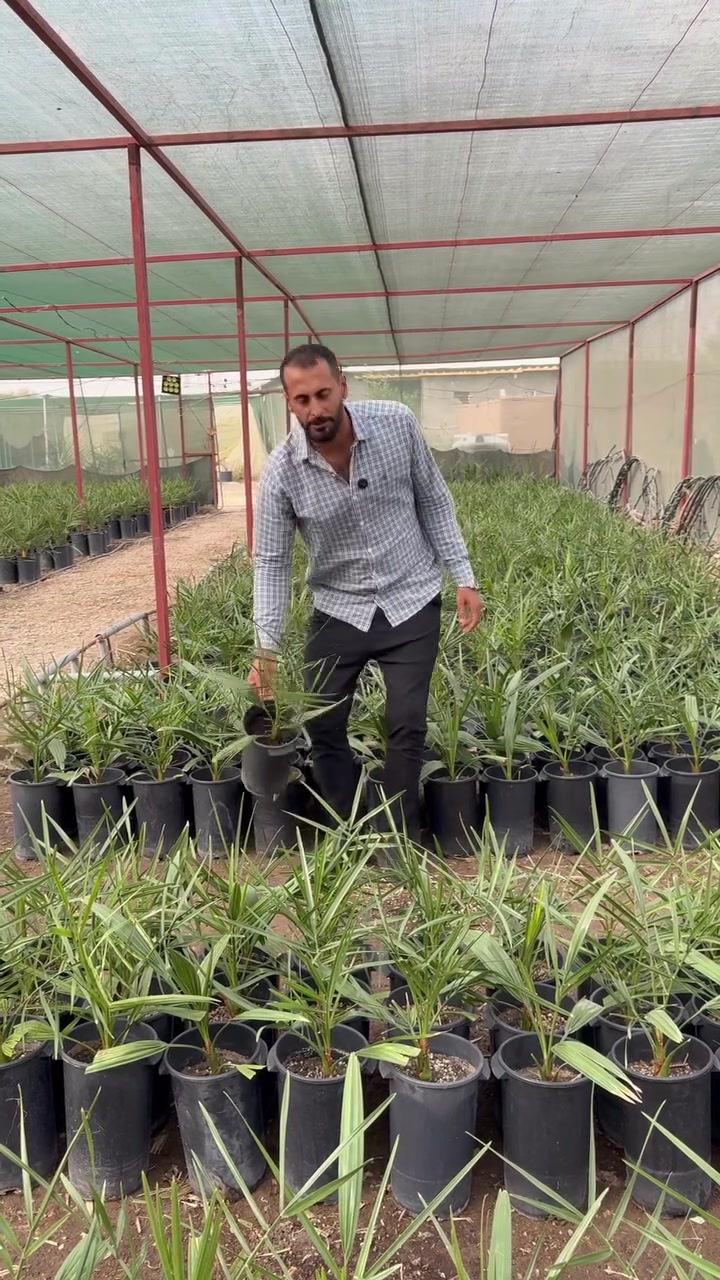 فسيلة برحي • ٢٠٠٠ فسيلة • خالية من الآفات