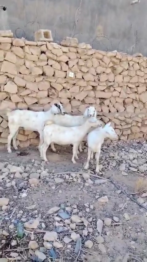 سلام عليكم. اخوان متاح ٤ جذاع معز مآلات جنية كامل مواصفات الجنية خشان فول شرط النصاح سن وشطر ونصاح ع كل عيب سعر الزوج ب ٦٥٠ مكان حديثة حقلانية يوجد توصيل حسب الاتفاق للاستفسار الاتصال على الرقم ***********
