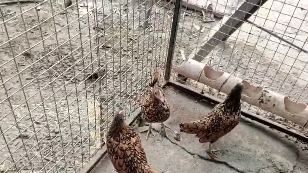 سيت اسباني • سيت نمريي • ناصريه مركز