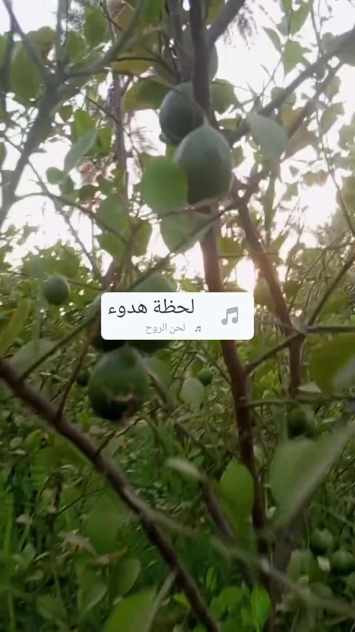 جويميسه الغربيه • نصف دونم • حمضيات ٩٠شجرة
