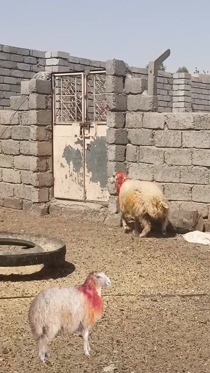 السلام عليكم 
 دجه صرصه  للبيع 
خشف تبارك الرحمن 
خشانه ونصاحه فول 
مكفوله من كل عيب 
مكاني الشرقاط 
***********
