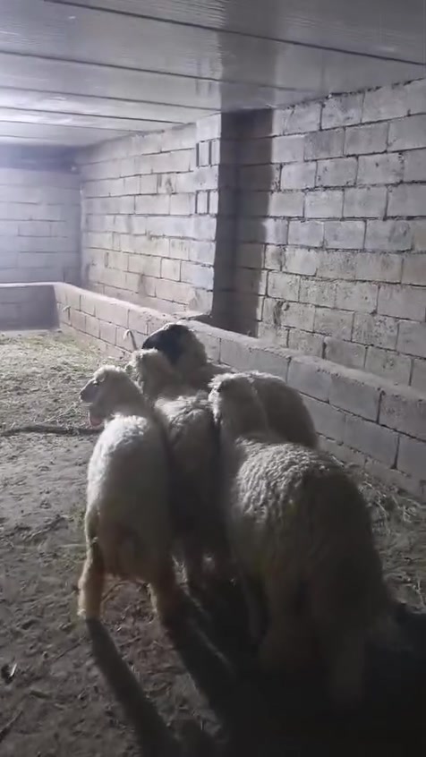 بسم الله ما شاء الله
#طليان العدد اربعه ثلاثه ذكور وفطيمه من حلال كريش خط اول مال ارباط حلوات وخشنات + حولي مال ارباط حلو وشرط الصحه
المكان واسط الشحيميه (قريه ١٠)( ***********)
ملاحضه اخوان اشتري جميع المواشي وشتريد من ذبايح مال مناسبات مال ارباط عندي ولله يرزق الجميع
