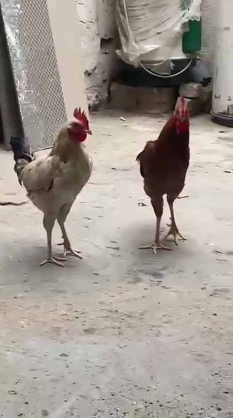 ٧ ديوجه • عرب كبار • الزعفرانيه بغداد