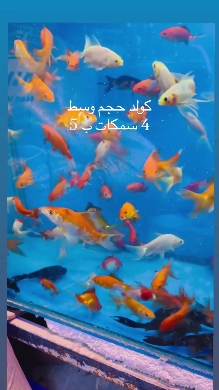 حلة شارع الكرامة • مقابل اسواق المستقبل • واتساب