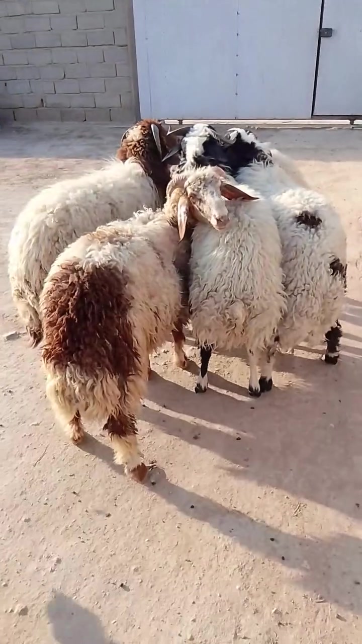 العنوان نجف مقابل حي العسكري الشراي يتصل واتساب ***********

