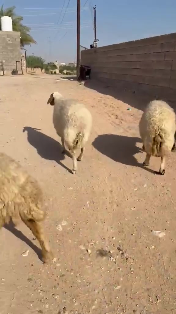 3 نعاج • للبيع • حديثه الخفاجيه