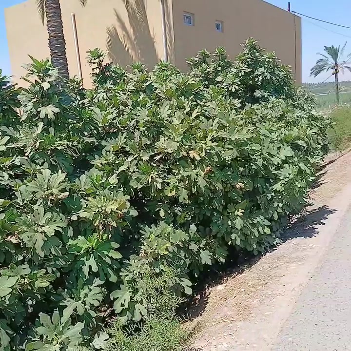 شاطيه اللبيع مساحة الأرض الواجه ١١متر ونزال ٥٠متر متوفر فيه كافة الخدمات العنوان واسط قضاءه الصويره منطقة الداور الشرقي الاستفسار الاتصال على الرقم ***********
