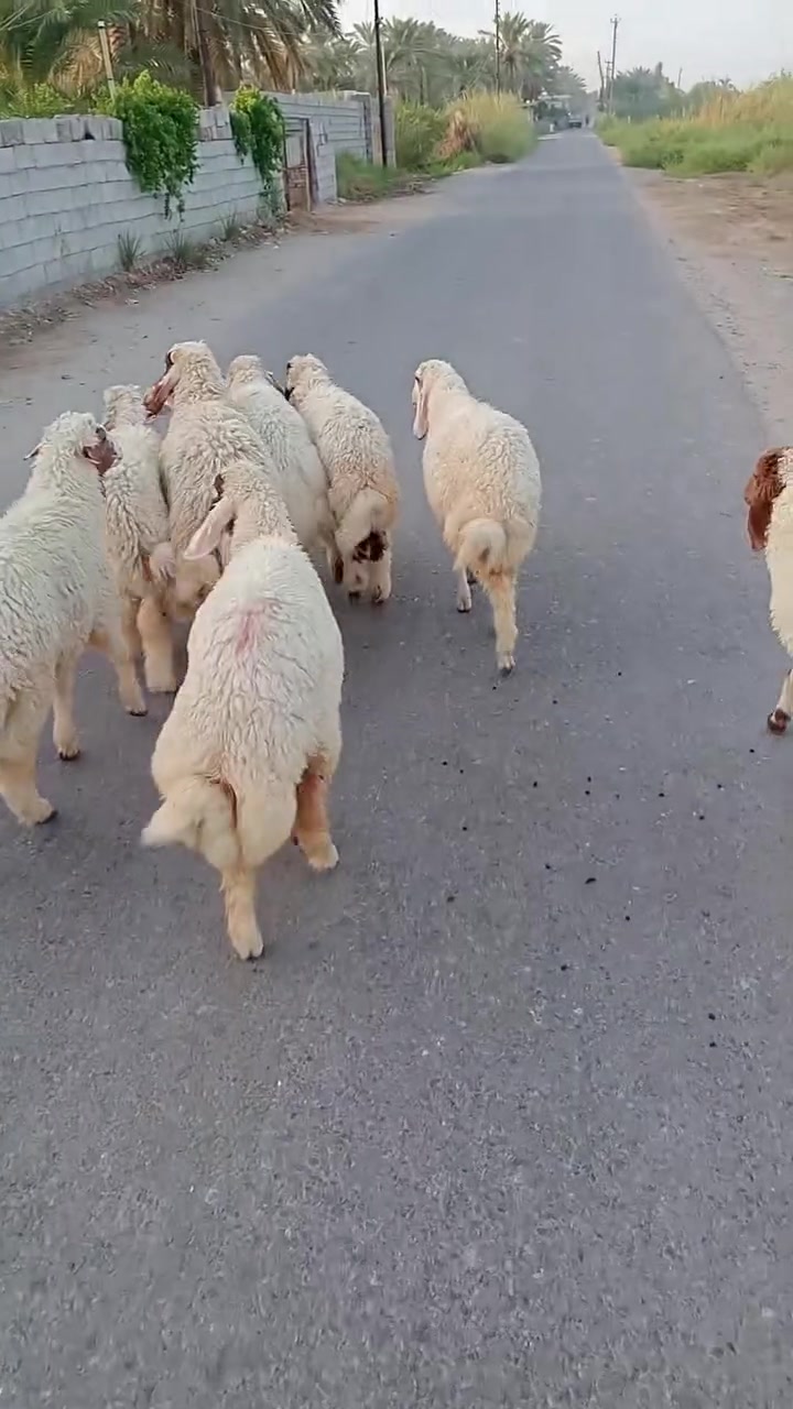 لبيع طليان فحله 5وفطايم 3بغداد الراشدية ***********
