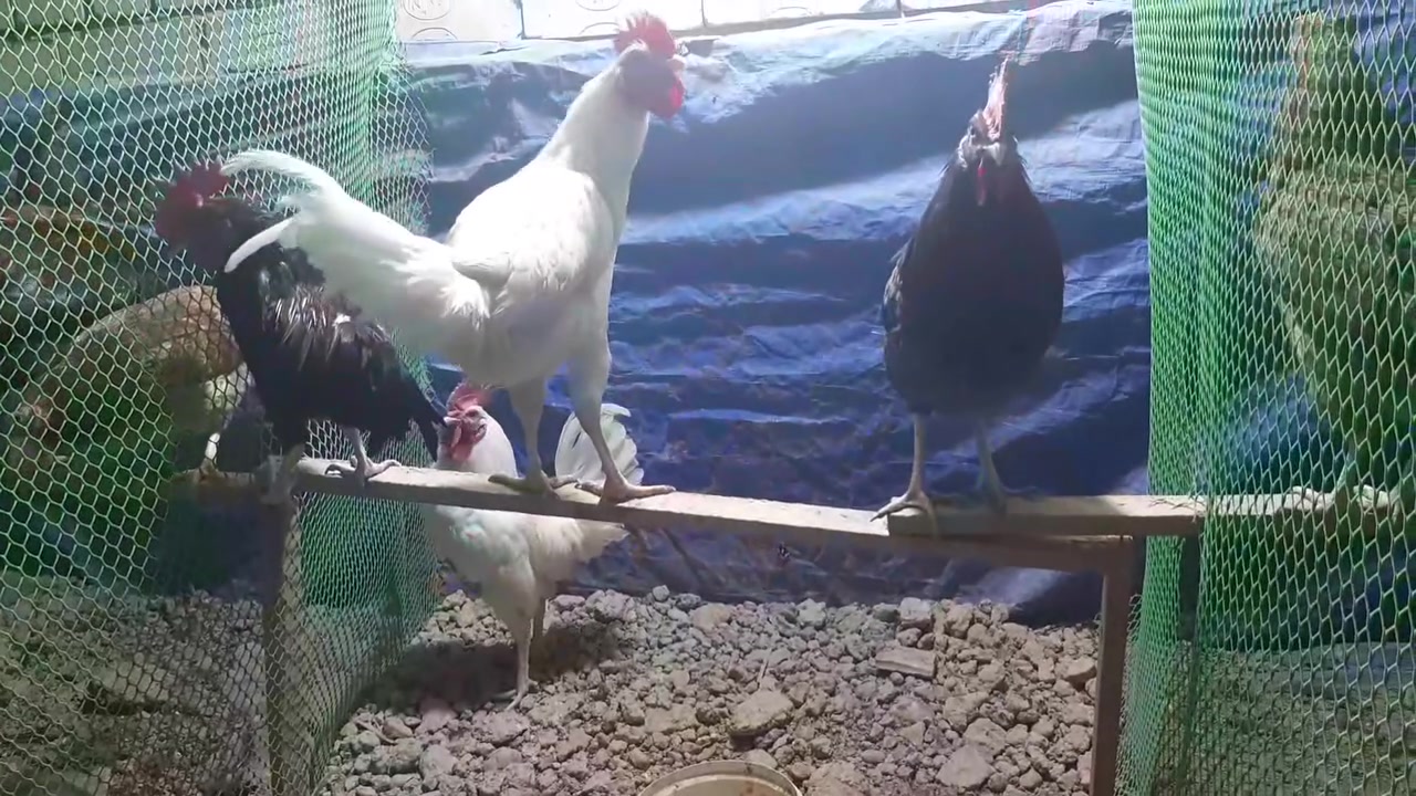 ديوكه • ٤ قطع • كحالي وأبيض