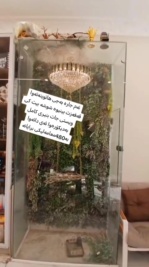 قفص بلوبول • جام سكوريڤة • أربيل