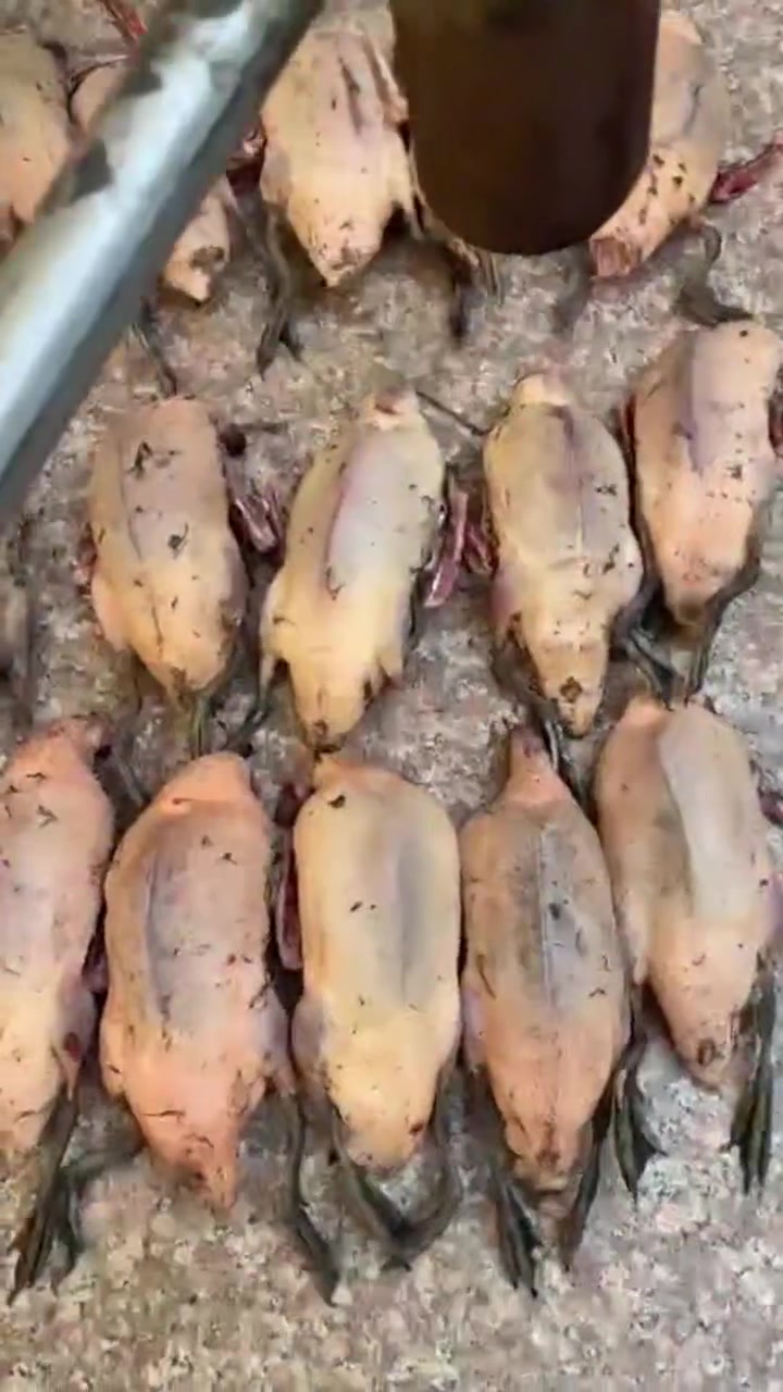 حذاف خشن ومنضف صيد دوشتنه 

زوج ب١٥ الف 

توصيل الفين او٣الاف 

رقم الحجز وتساب ***********
