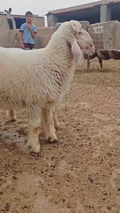 اخوان اسلام عليكم نثيه وذكر كريشيات شكايه توم للبيع المكان الكوت الدجيلي واكو خدمة توصيل والشراي يتصل ***************************
