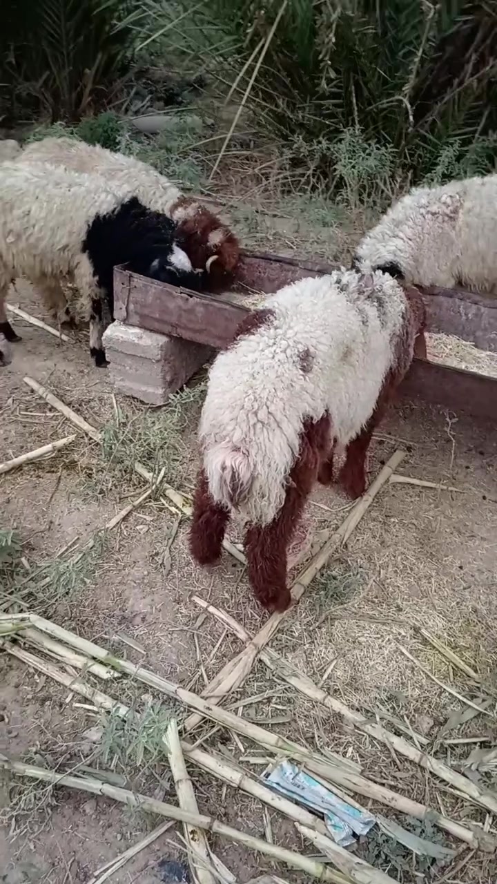 ٤ طليان • ٢ فطايم • حصئ
