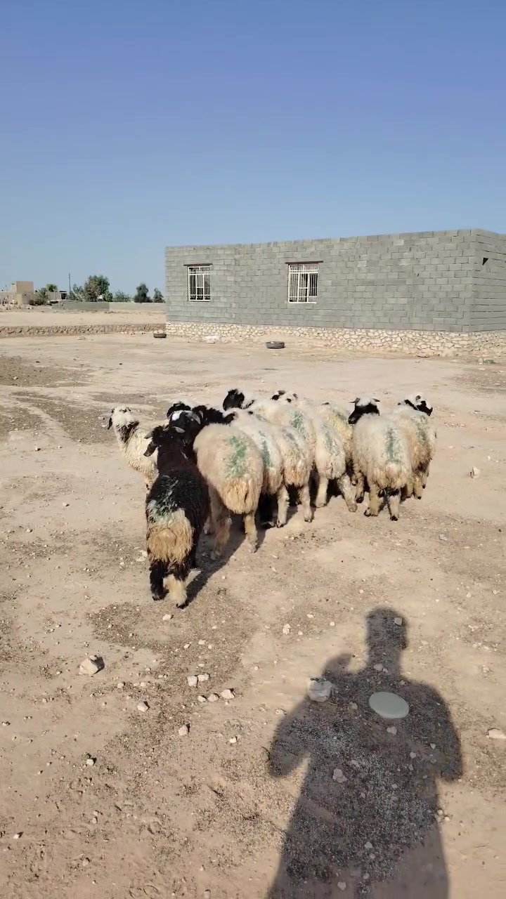 طليان ربط  ***********
