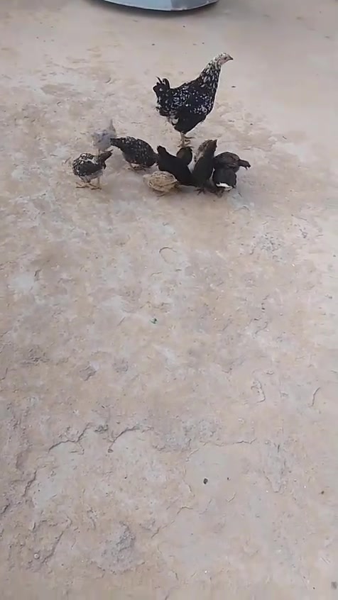 كرك • ١٠صواصي
