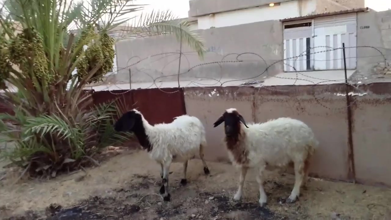 زوج نعاج مال ربط او جنيه 

سن عريض مكفولات سن وشطر ونصاح 

وحده بيهن عوره 
صور سنونها موجوده لشراي يتفضل خاص ويدلل

رقمي بي واتساب ***********
