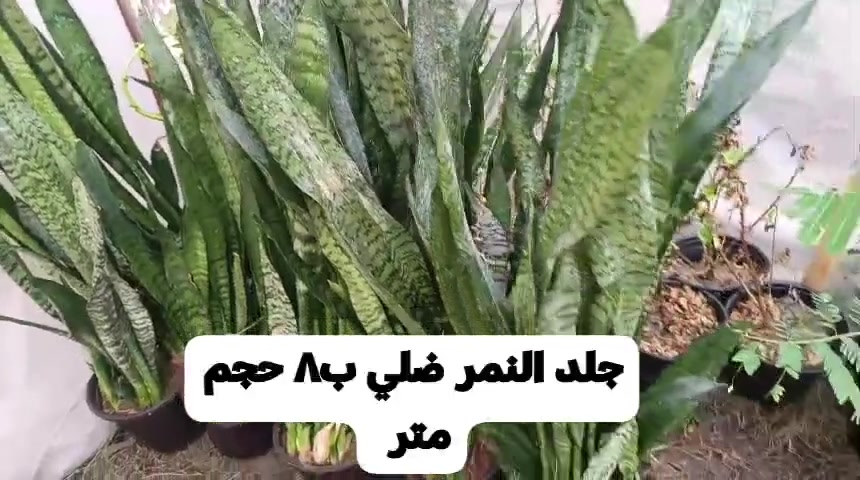 شتلات • فلفل حار • باذنجان