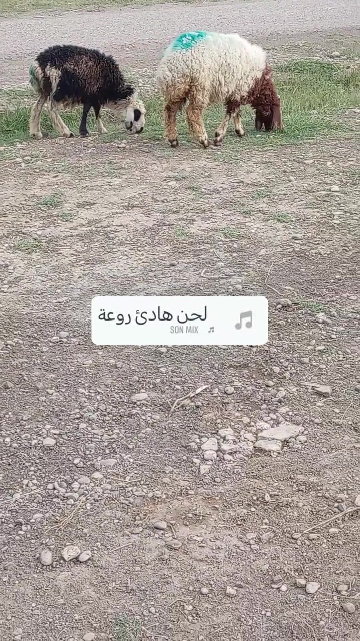 فطايم • للبيع • شرط النصاحة
