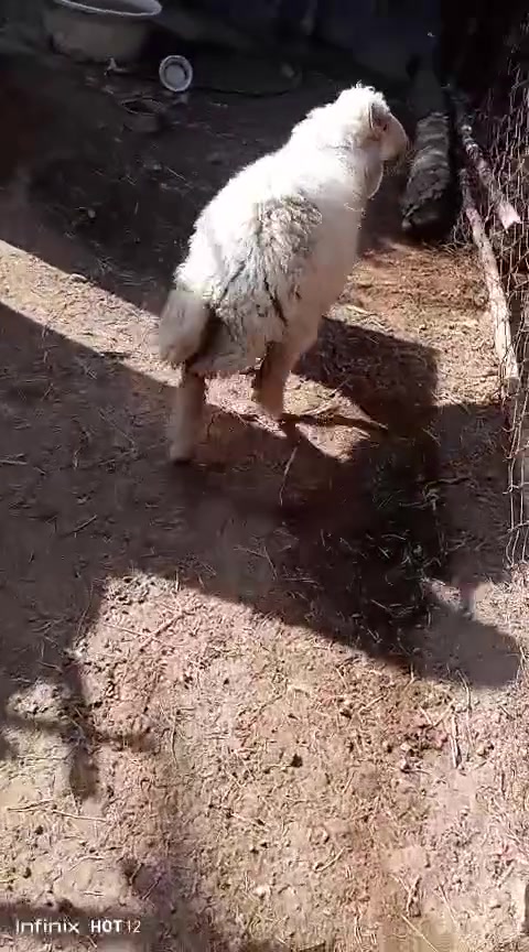 اللهم صل على محمد وال محمد طليه بهمه سمينه وراويه داجه لحم جني گصابه السعر 280 للبيع كربلاء طويريج المعهد الفني ***********
