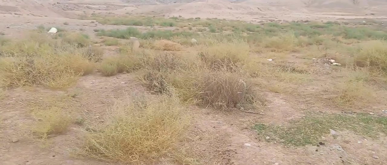 جلولاء الشهداء • ٢٠٠م • ركن