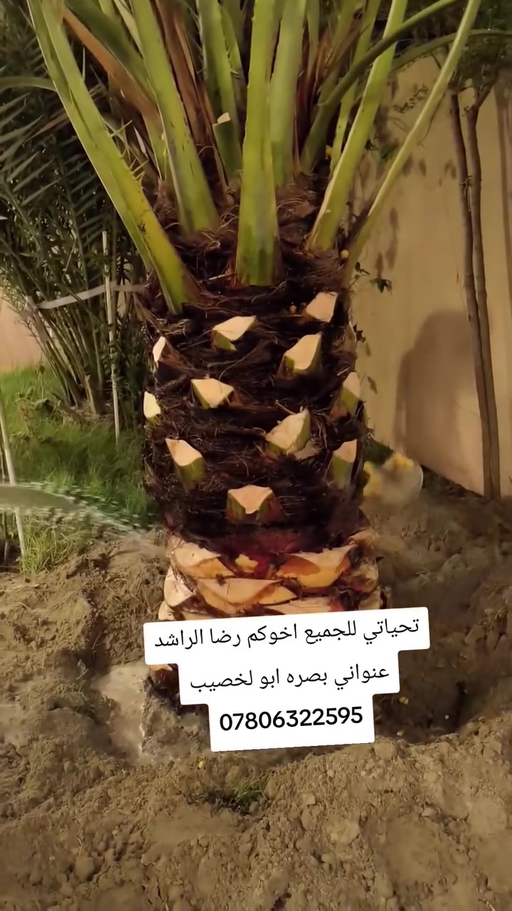تحياتي للجميع اخوكم رضا الراشد لنخيل البرحي تتوفر امايات برحي الارتفاع متر كلش حلوات وقويات وبحملهن عنواني بصره ابو لخصيب ***********
