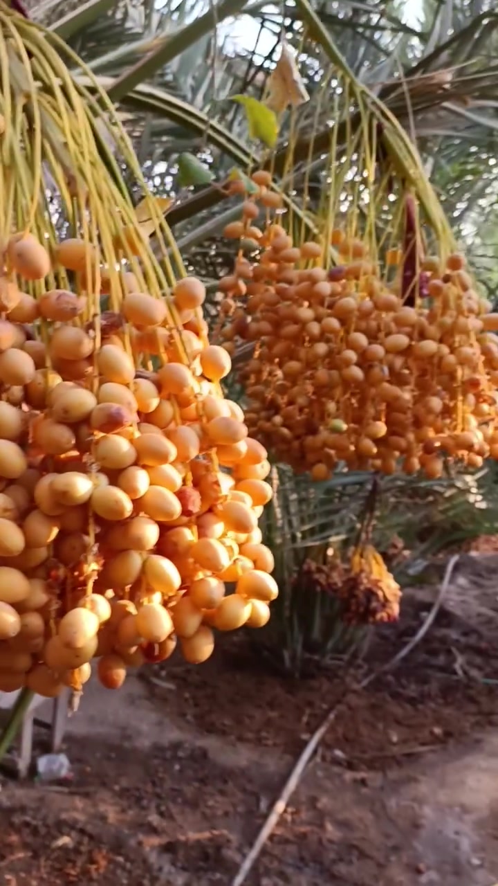 فسائل برحي • السماوة • توصيل المحافظات