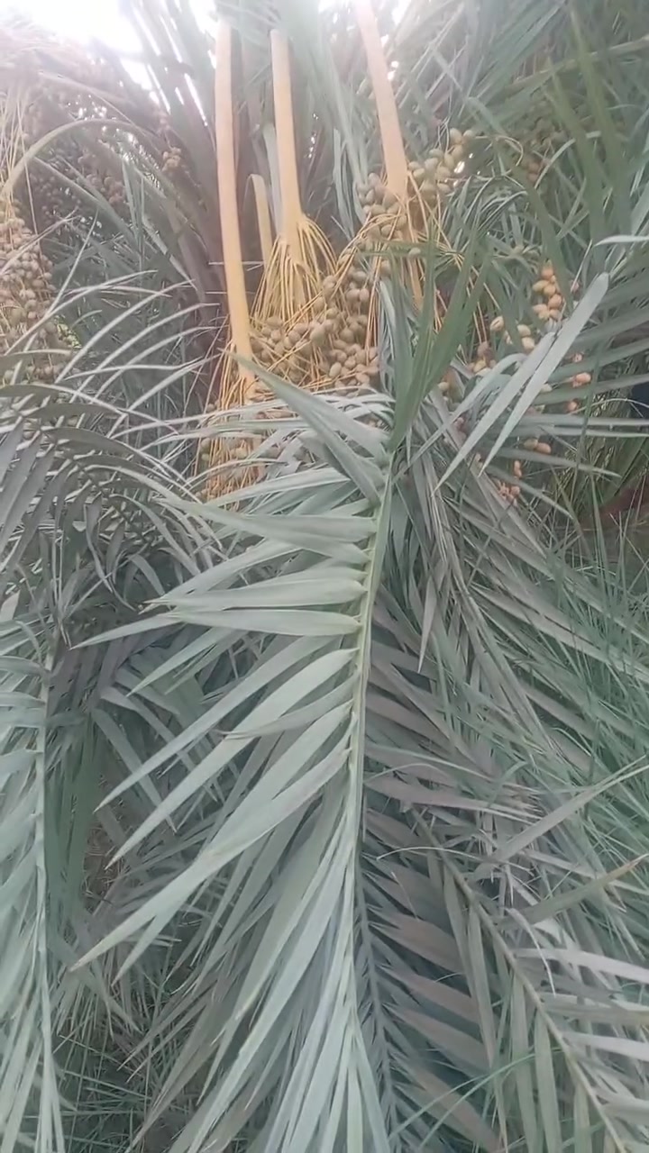 السلام عليكم ورحمة الله وبركاته
يتوفر فسائل شويثي اصفر مجذر بالام وبسندانه
ويتوفر فسائل شكر وخضراوي وزهدي وديري ب٤ مع القلع
ويتوفر فسائل بلكات مجذر وقلع
المكان قريب الرميثه
اليريد يجي خاص اويتصل ***********
ويتوفر توصيل لكافه محافظات العراق
ونتعهد بالصنف لحين الاثمار مع وصل ضمان بالصنف تضمن بيه حقك
