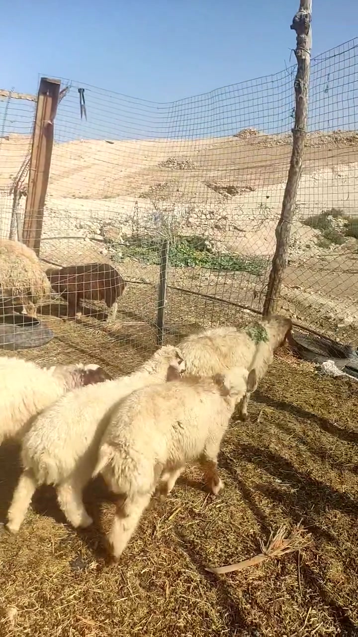 زوج نعاج • مطافيل • مكفوله
